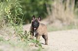 MALINOIS 428